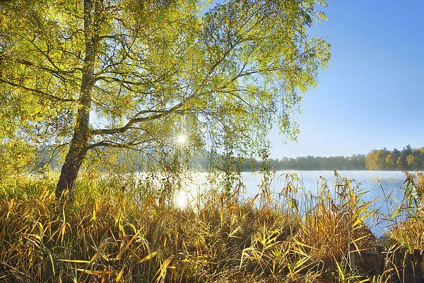 lakeshore with birch and reed - Germany, Bavaria, Upper Bavaria, Starnberg
