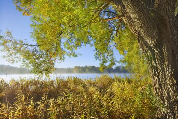 Framed Print : lakeshore with willow and reed - Germany, Bavaria, Upper Bavaria, Starnberg Framed Print : lakeshore with willow and reed - Germany, Bavaria, Upper Bavaria, Starnberg