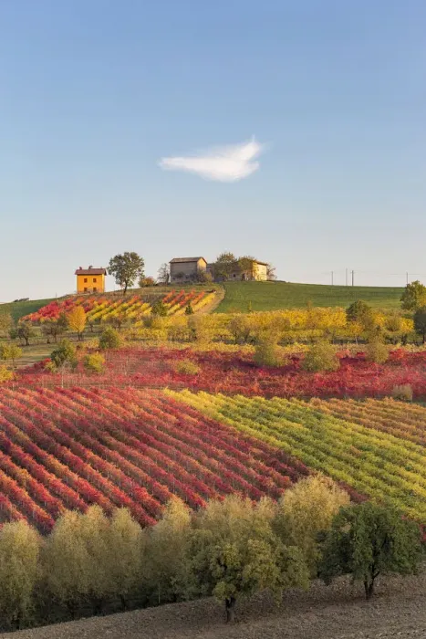 Framed Print : Lambrusco Grasparossa Vineyards in autumn. Castelvetro di Modena, Emilia Romagna, Italy Framed Print : Lambrusco Grasparossa Vineyards in autumn. Castelvetro di Modena, Emilia Romagna, Italy