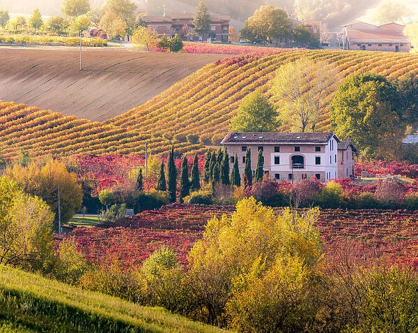 Lambrusco Grasparossa Vineyards in autumn. Castelvetro di Modena, Emilia Romagna, Italy