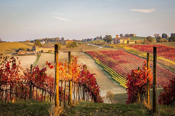 Lambrusco Grasparossa Vineyards in autumn. Castelvetro di Modena, Emilia Romagna, Italy