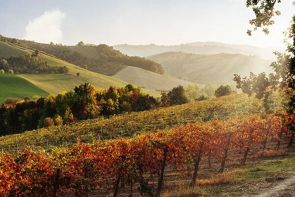 Lambrusco Grasparossa Vineyards in autumn, Castelvetro di Modena