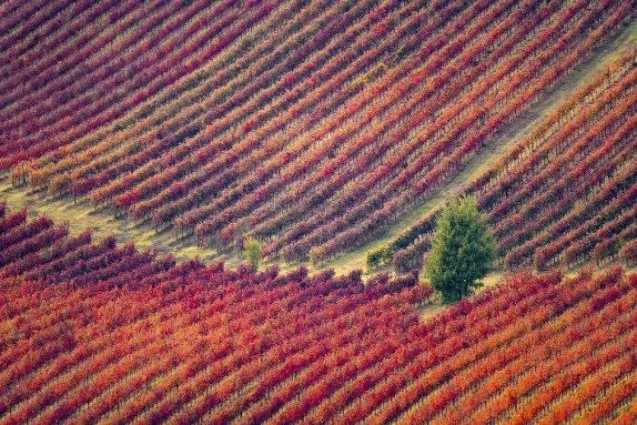 Framed Print : Lambrusco Grasparossa Vineyards in autumn, Castelvetro di Modena Framed Print : Lambrusco Grasparossa Vineyards in autumn, Castelvetro di Modena