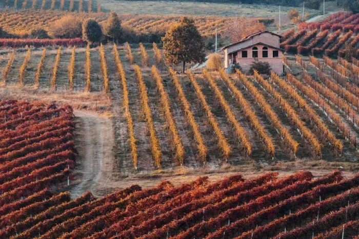 Framed Print : Lambrusco Grasparossa Vineyards and farmhouse in autumn, Castelvetro di Modena Framed Print : Lambrusco Grasparossa Vineyards and farmhouse in autumn, Castelvetro di Modena