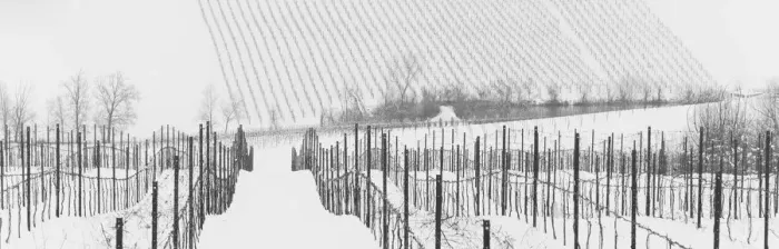 Framed Print : Lambrusco Grasparossa vineyards under snow during winter in Calstelvetro di Modena Framed Print : Lambrusco Grasparossa vineyards under snow during winter in Calstelvetro di Modena