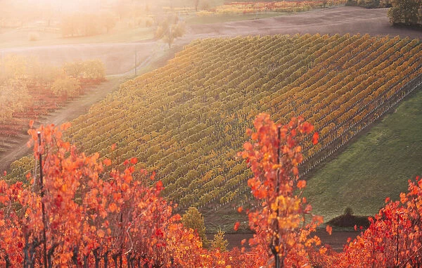 Lambrusco vineyards in Castelvetro di Modena. Castelvetro di Modena, Modena province, Emilia Romagna, Italy