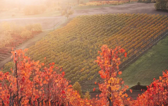 Framed Print : Lambrusco vineyards in Castelvetro di Modena. Castelvetro di Modena, Modena province, Emilia Romagna, Italy Framed Print : Lambrusco vineyards in Castelvetro di Modena. Castelvetro di Modena, Modena province, Emilia Romagna, Italy