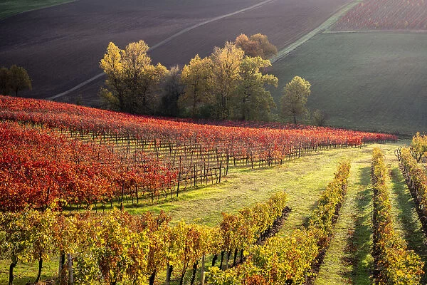Lambrusco vineyards in Castelvetro di Modena. Castelvetro di Modena, Modena province, Emilia Romagna, Italy