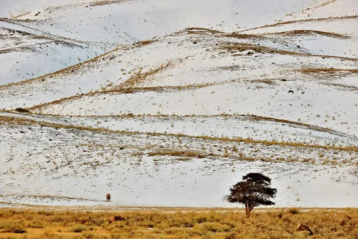 Framed Print : Landforms and lone tree around the North Entrance to Yellowstone, near Gardiner, Yellowstone NP, Mammoth Hot Springs, Wyoming, USA Framed Print : Landforms and lone tree around the North Entrance to Yellowstone, near Gardiner, Yellowstone NP, Mammoth Hot Springs, Wyoming, USA