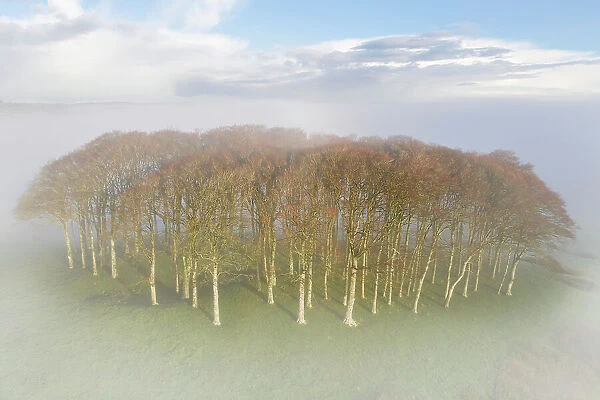 The landmark copse of trees, Cookworthy Knapp, also known as the Nearly Home Trees near Lifton in Devon, England. Winter (December) 2022