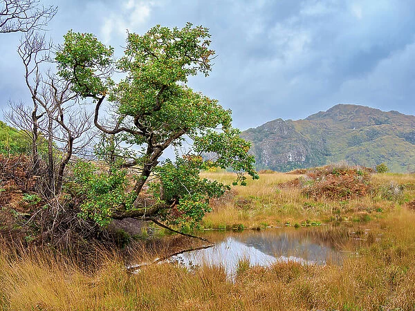 Landscape of the Killarney National Park, County Kerry, Ireland