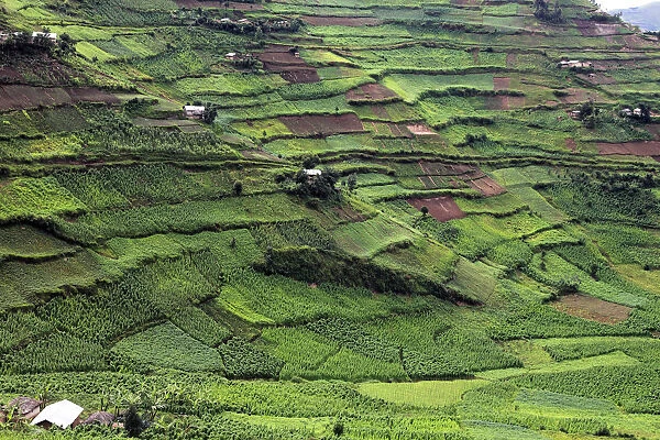 Landscape, near Kisoro, Uganda