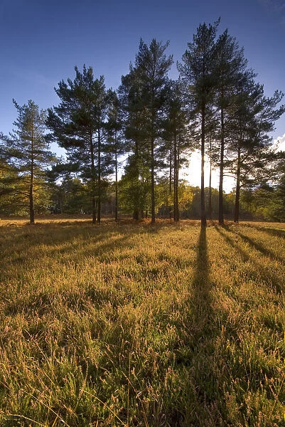 Landscape in New Forest National Park, Hampshire, England