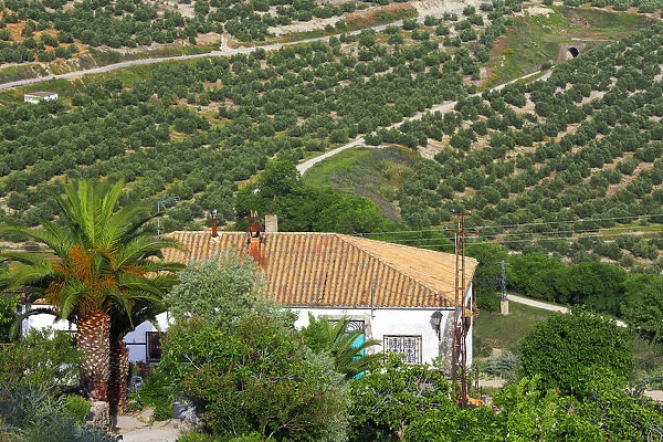 Landscape, olive groves from the Plaza Santa Lucia, Ubeda, Andalusia, Spain