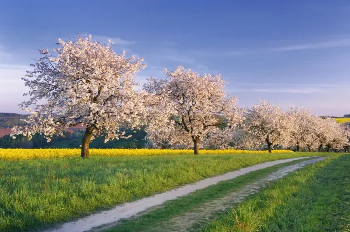 Framed Print : Lane along blossoming Cherry Trees and Rape field, Thuringia, , Germany Framed Print : Lane along blossoming Cherry Trees and Rape field, Thuringia, , Germany