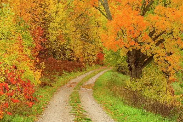 Framed Print : A laneway in autumn, Townline Road, Manitoulin Island, Ontario, Canada Framed Print : A laneway in autumn, Townline Road, Manitoulin Island, Ontario, Canada