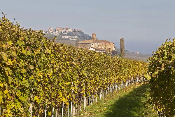 Langhe, Cuneo district, Piedmont, Italy. Autumn in the Langhe wine region