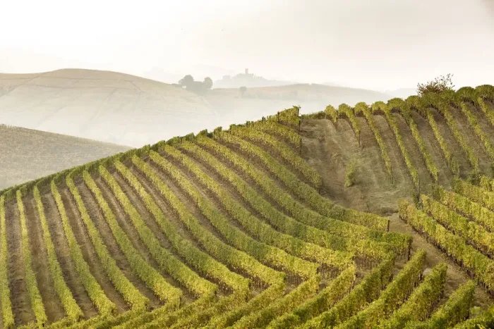 Framed Print : Langhe, Piedmont, Italy. Autumn landscape with vineyards and hills Framed Print : Langhe, Piedmont, Italy. Autumn landscape with vineyards and hills