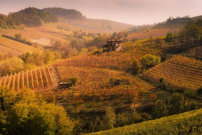 Framed Print : Langhe, Piedmont, Italy. Autumn landscape with vineyards and hills Framed Print : Langhe, Piedmont, Italy. Autumn landscape with vineyards and hills