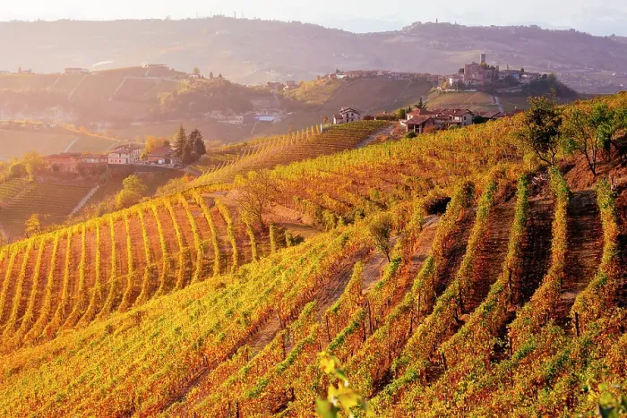 Framed Print : Langhe, Piedmont, Italy. Vineyards and autumn landscape Framed Print : Langhe, Piedmont, Italy. Vineyards and autumn landscape