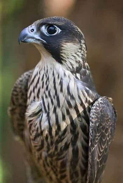 A Lanner Falcon, a common large falcon of the East African region. Nairobi, Kenya