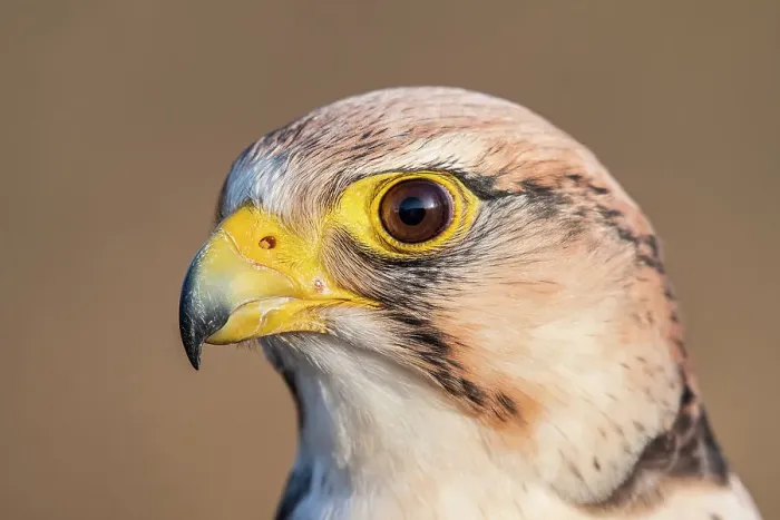Framed Print : Lanner Falcon (Falco biarmicus) - captive bred Framed Print : Lanner Falcon (Falco biarmicus) - captive bred