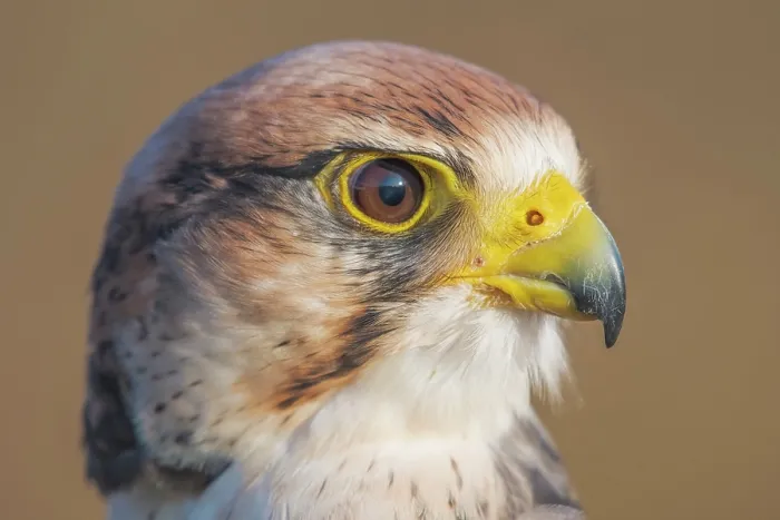Framed Print : Lanner Falcon (Falco biarmicus) - captive bred Framed Print : Lanner Falcon (Falco biarmicus) - captive bred