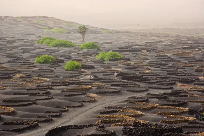 Framed Print : Lanzarote Island. Belongs to the Canary Islands and its formation is due to recent volcanic activities. Spain. In La Geria the wines are produced in full