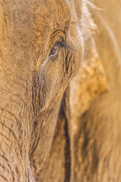 Laos, Sainyabuli, Asian Elephant, elephas maximus, elephants eye