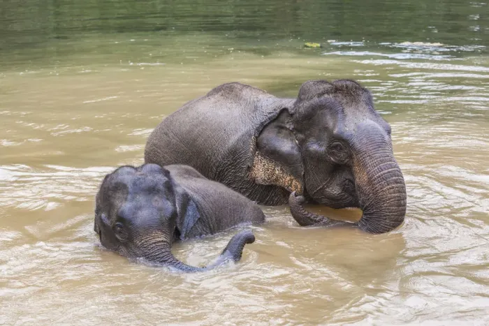 Framed Print : Laos, Sainyabuli, Asian elephants, elephas maximus, elephant calf bathing with mature Framed Print : Laos, Sainyabuli, Asian elephants, elephas maximus, elephant calf bathing with mature