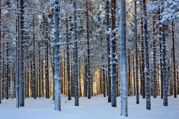 Framed Print : Lapland woods in winter at sunset, Kuusamo, Finland Framed Print : Lapland woods in winter at sunset, Kuusamo, Finland