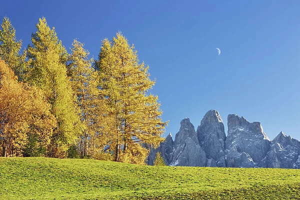 Larch forest in autumn with Gruppo delle Odle - Italy, Trentino-Alto Adige, South Tyrol