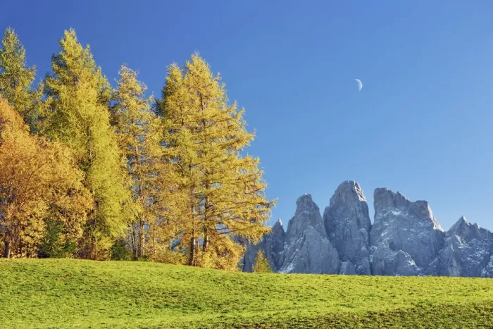Framed Print : Larch forest in autumn with Gruppo delle Odle - Italy, Trentino-Alto Adige, South Tyrol Framed Print : Larch forest in autumn with Gruppo delle Odle - Italy, Trentino-Alto Adige, South Tyrol