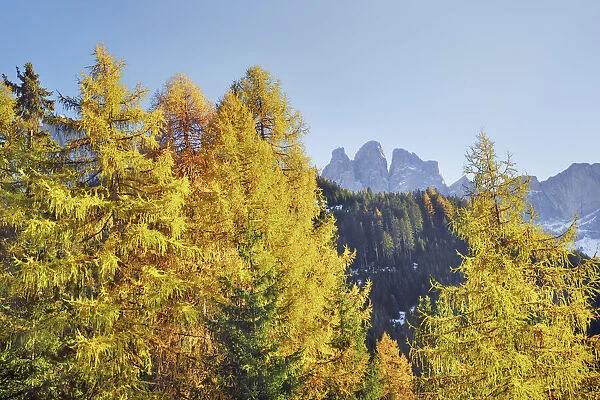 Larch forest and Gruppo delle Odle in autumn - Italy, Trentino-Alto Adige, South Tyrol