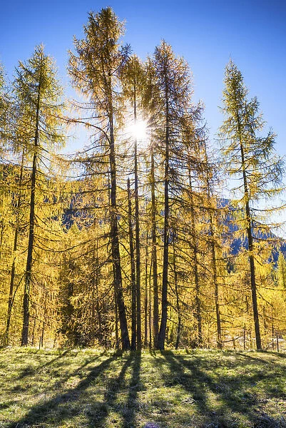 Larch Trees in Autumn, Dolomites, South Tyrol, Italy