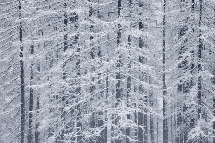 Framed Print : Larch Trees covered in Frost, Slovenia