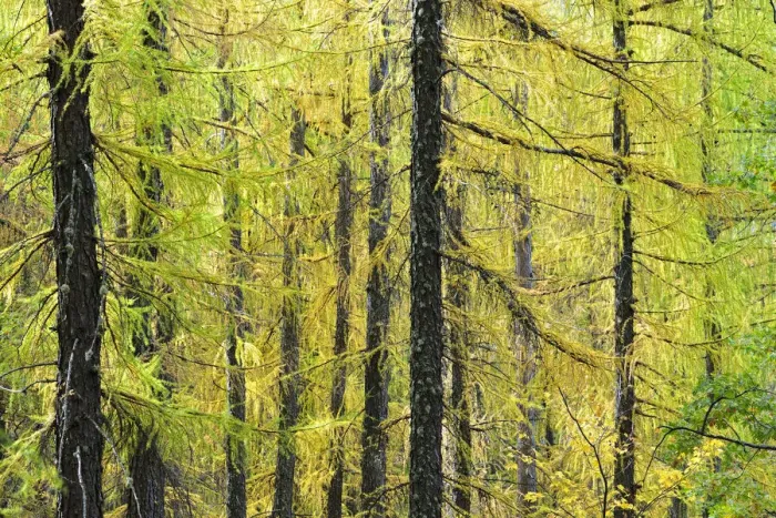 Framed Print : Larch trees forest in Autumn time. Serra da Estrela Nature Park, Portugal Framed Print : Larch trees forest in Autumn time. Serra da Estrela Nature Park, Portugal