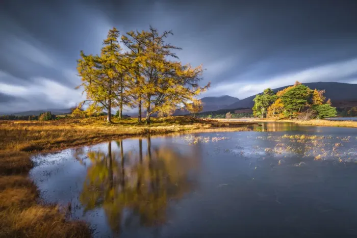 Framed Print : Larch Trees Reflecting in Loch Tulla in Autumn, Argyll & Bute, Scotland Framed Print : Larch Trees Reflecting in Loch Tulla in Autumn, Argyll & Bute, Scotland