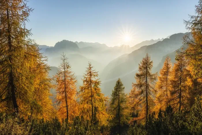 Framed Print : Larch trees at sunset, Mangrt Pass, Julian Alps, Triglav National Park, Slovenia Framed Print : Larch trees at sunset, Mangrt Pass, Julian Alps, Triglav National Park, Slovenia