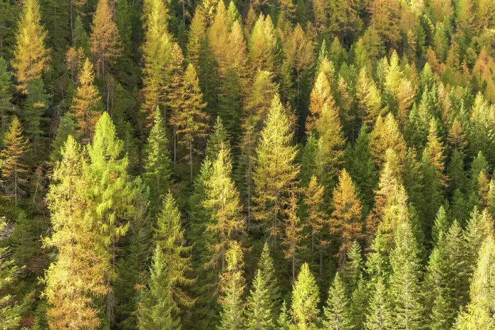 Framed Print : Larch Wood in Autumn, near Cortina, South Tyrol, Dolomites, Italy Framed Print : Larch Wood in Autumn, near Cortina, South Tyrol, Dolomites, Italy