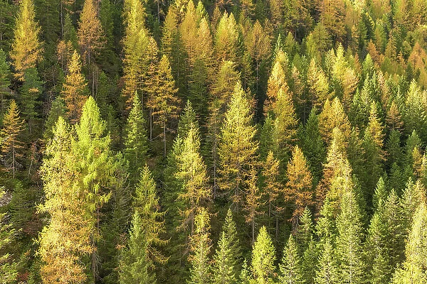 Larch Wood in Autumn, near Cortina, South Tyrol, Dolomites, Italy