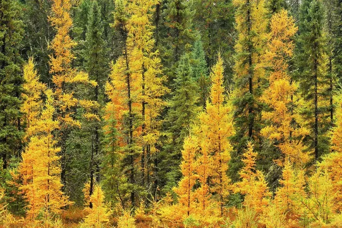 Framed Print : Larches & black spruce in autumn near Ignace, Ontario, Canada Framed Print : Larches & black spruce in autumn near Ignace, Ontario, Canada