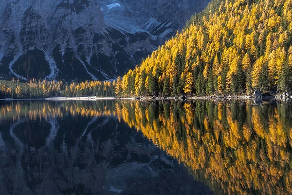 Larches and firs reflecting in the water of the Braies lake (Pragser Wildsee) on a calm autumn morning. Dolomites, Italy