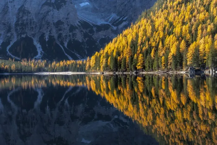 Framed Print : Larches and firs reflecting in the water of the Braies lake (Pragser Wildsee) on a calm autumn morning. Dolomites, Italy Framed Print : Larches and firs reflecting in the water of the Braies lake (Pragser Wildsee) on a calm autumn morning. Dolomites, Italy