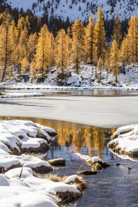 Framed Print : Larches reflections on the iced waters of Mufule Lake. Valmalenco, Valtellina, Sondrio Framed Print : Larches reflections on the iced waters of Mufule Lake. Valmalenco, Valtellina, Sondrio