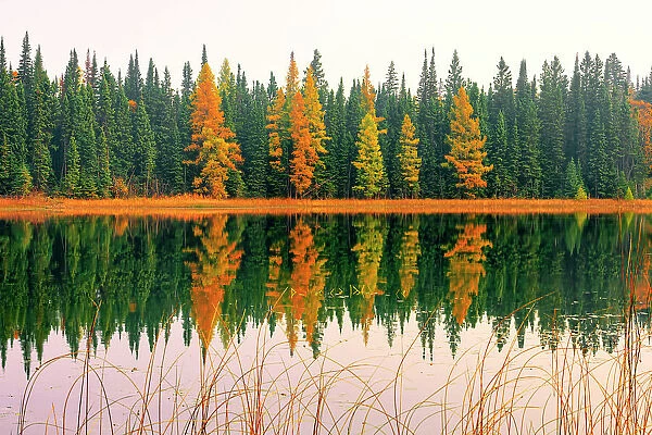 Larches and Spruce, Gull Lake, Duck Mountain Provincial Lake, Manitoba, Canada