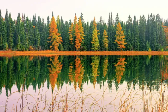 Framed Print : Larches and Spruce, Gull Lake, Duck Mountain Provincial Lake, Manitoba, Canada Framed Print : Larches and Spruce, Gull Lake, Duck Mountain Provincial Lake, Manitoba, Canada