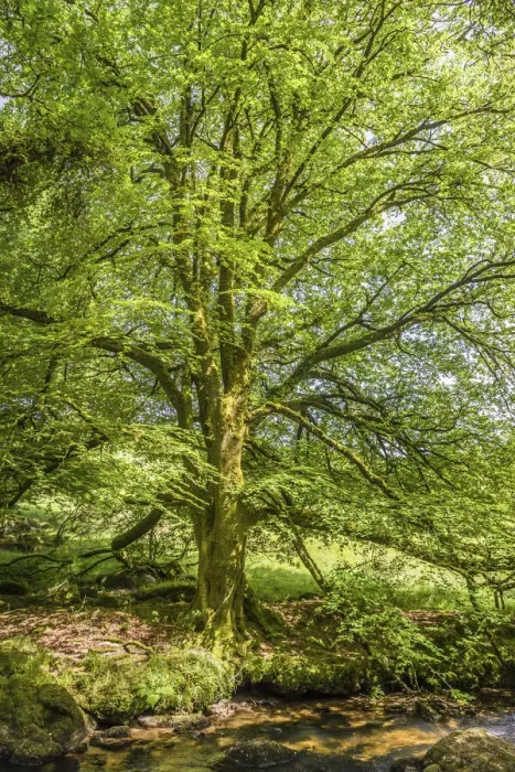 Framed Print : Large beech trees on the Fowey River at St Neots, Bodmin Moor, Cornwall, England Framed Print : Large beech trees on the Fowey River at St Neots, Bodmin Moor, Cornwall, England