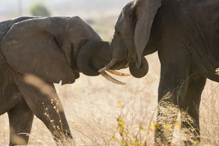 Framed Print : Large elephpant greets smaller elephant in Ruaha, Tanzania Framed Print : Large elephpant greets smaller elephant in Ruaha, Tanzania