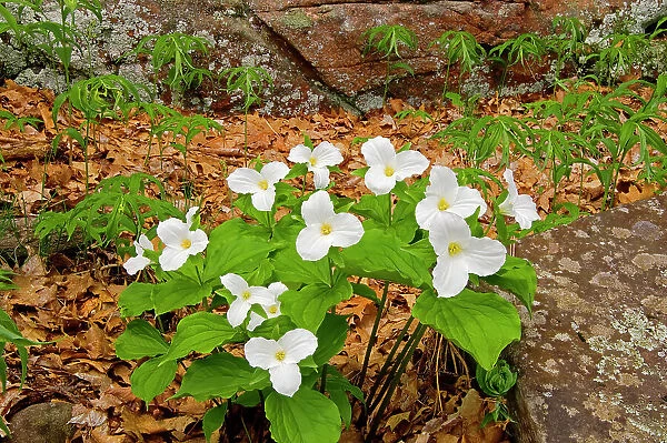 Large-flowered trillium (Trillium grandiflorum); Ontario's floral emblem Rosseau, Ontario, Canada